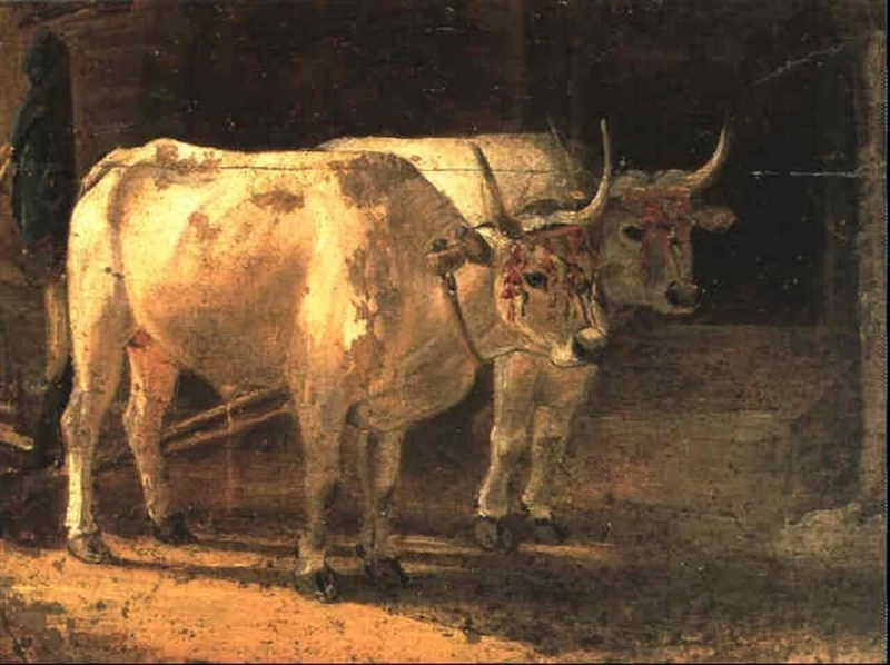 Coppia di buoi aggiogati